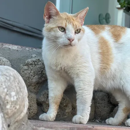 게스트하우스 Venus 케텔리오스