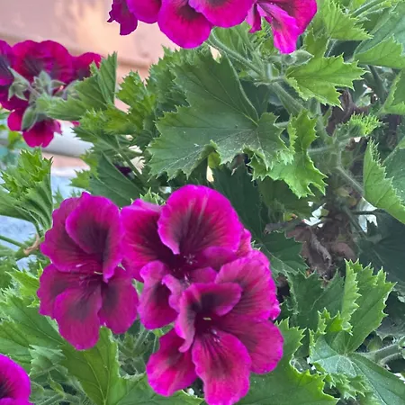 Venus בית הארחה קאטליוס